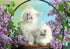 White Cats with Blue Eyes